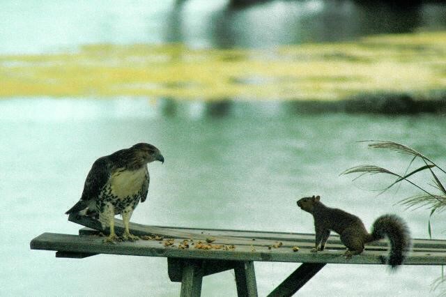 Hawk vs. Squirrel