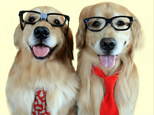 Puppies in Glasses
