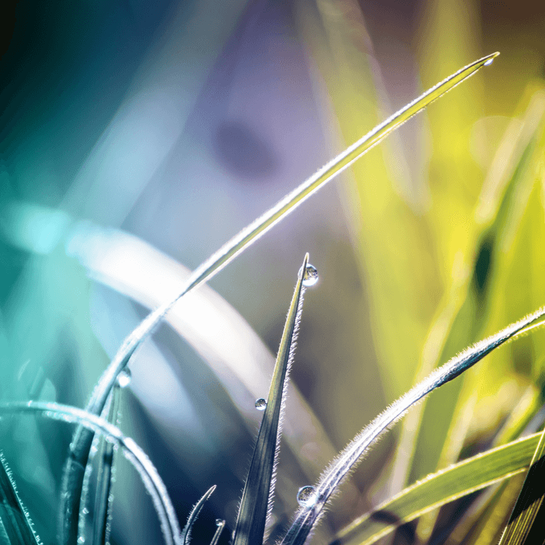 by-type-image_close-up-of-wet-grass_392x392_2x