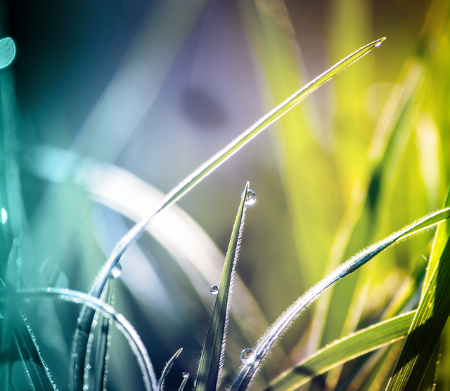 mobile_hero_close-up-of-wet-grass_320x278_2x